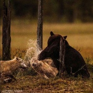 Meet your Posher, Willie